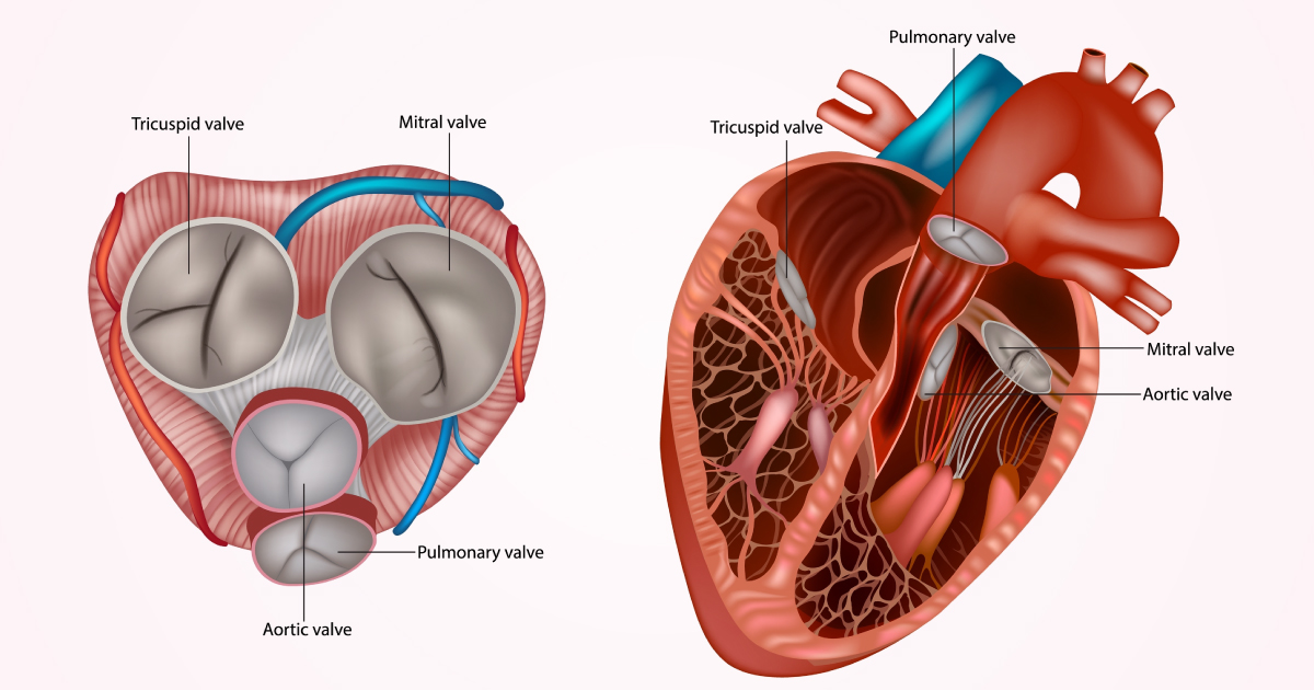ผ่าตัดซ่อมหรือเปลี่ยนลิ้นหัวใจแผลเล็กผ่านกล้อง 3 มิติ Totally 3D Endoscopic Valve Surgery