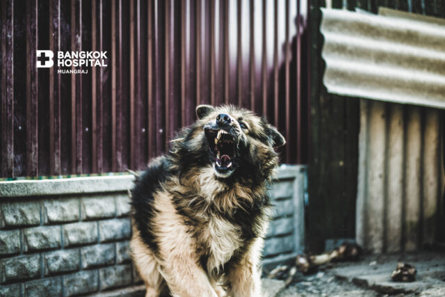 ความเข้าใจผิดเกี่ยวกับโรคพิษสุนัขบ้า Image