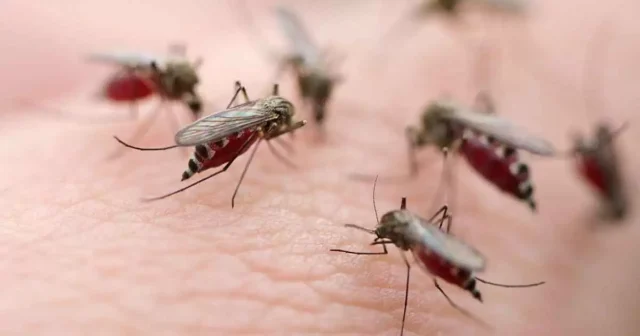 شيكونغونيا: مرض منقول بالبعوض لا يجب تجاهله Image