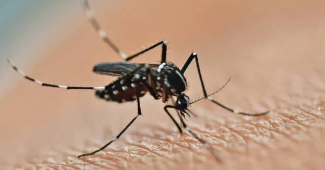 Dengue-Fieber und der ungewöhnliche Regen Image