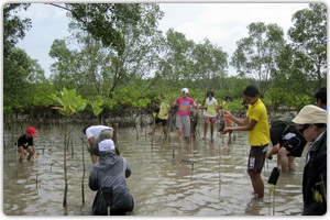 ปลูกต้นกล้าโกงกางบริเวณป่าชายเลนบ้านท่าหลา ต.ป่าคลอก อ.ถลาง จ.ภูเก็ต