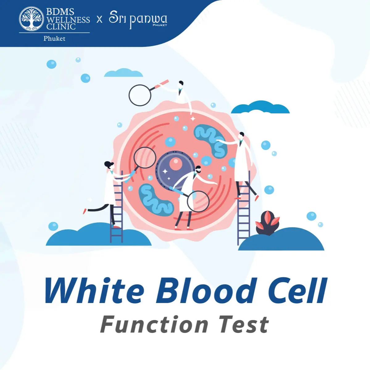 White Blood Cell