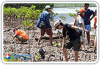 โครงการปลูกป่าโกงกาง 3 จังหวัดอันดามัน