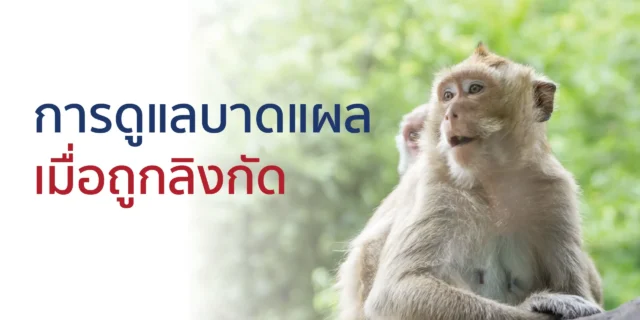 การดูแลบาดแผลเมื่อถูกลิงกัด สิ่งที่ต้องทำและไม่ควรทำ Image