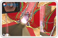 The diagnostic phase