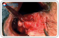 The diagnostic phase