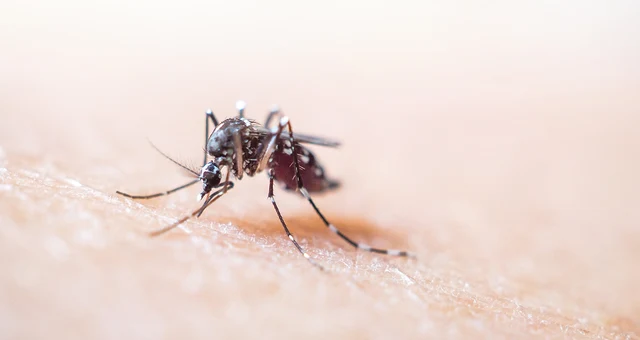 โรคไข้เลือดออก Denque Hemorrhagic Fever