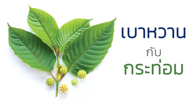 เบาหวานกับกระท่อม