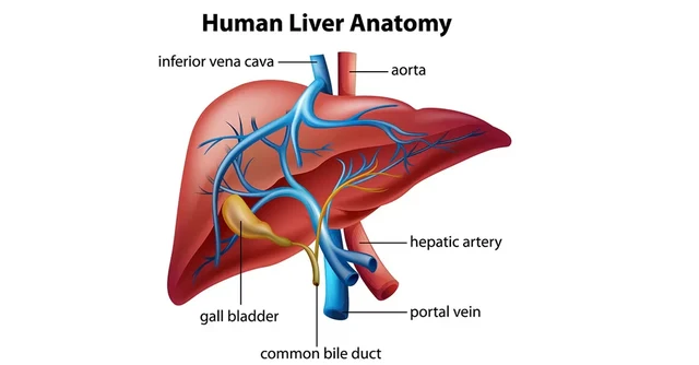 What is the liver for?